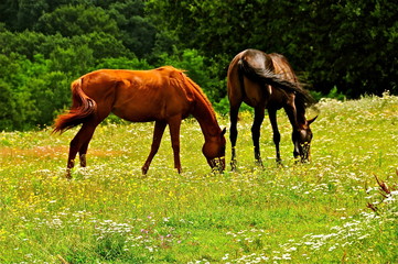 Obraz na płótnie Canvas Deux chevaux mangent dans un pré.