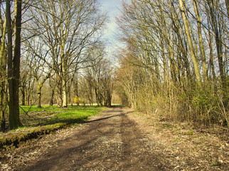 Obraz premium Waldweg