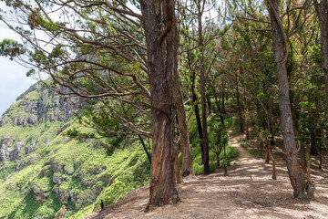 Fototapeta na wymiar beautiful scenic view of forest with trees with green foliage, Asia, sri lanka, ella