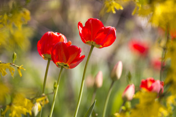 Red tulips in spring.