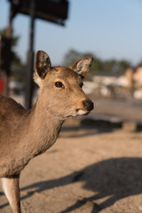 Miyajima Deer
