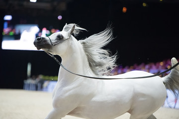 running arabian white  show  horse. inside - obrazy, fototapety, plakaty