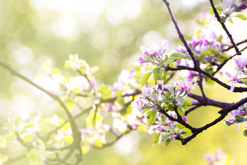 Fototapeta na wymiar Apple blossom. Spring background. 