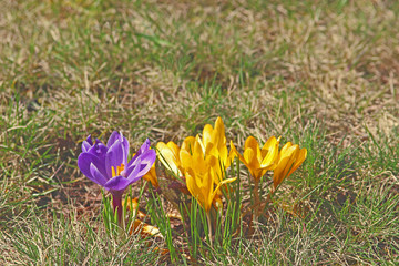 yellow and purple crocuses in a meadow