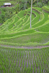 Tegallalang Rice Terrace on Bali island