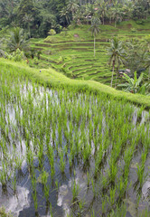 Tegallalang Rice Terrace on Bali island