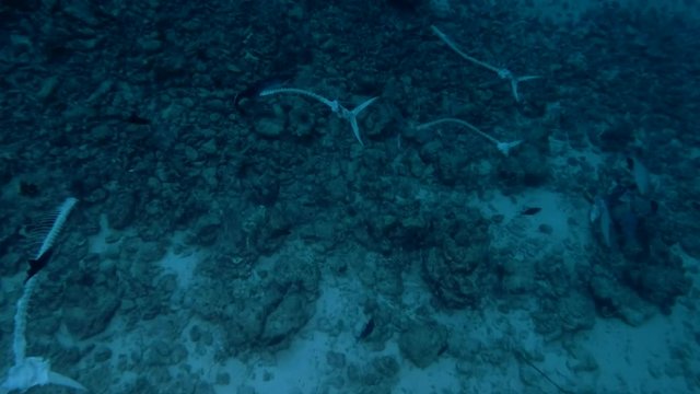 skeletons of tuna on the ocean floor, remnants of fish processing
