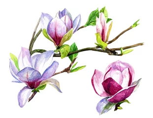 Fototapete Magnolie Magnolienblüten auf einem in Aquarell gemalten Zweig.