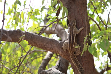 squirrel in branch