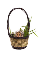 Easter basket with hamster, blossoms and grass isolated on white.
