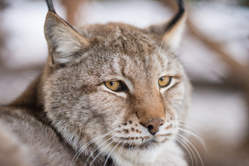 The lynx