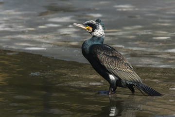 Portrait of an adult cormorant  resting on ice, The Netherlands