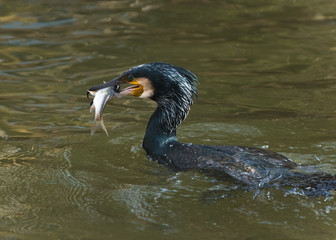 Portrait of an adult great cormorant with a fish, The Netherlands