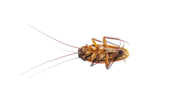 Dead cockroach on isolate white background