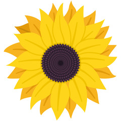 Sunflower with seeds vector flat icon isolated on white background.