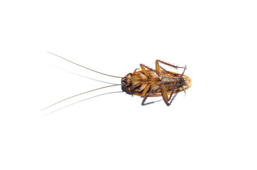 Dead cockroach on isolate white background