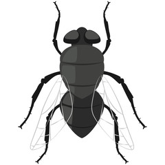 Fly insect vector cartoon flat icon isolated on white background.