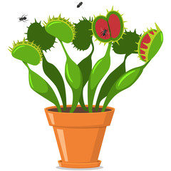 Venus fly trap in a pot. Vector cartoon flat icon of plants isolated on white background. © Roi_and_Roi