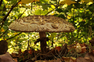 champignon grande coulemelle en automne