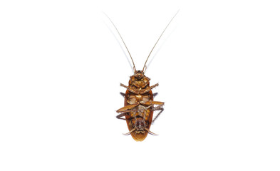Dead cockroach on isolate white background