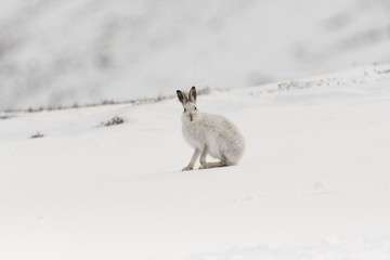 Mountain Hare (Lepus timidus) sitting upright in snow