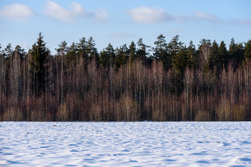 winter rural scene with snow and tree trunks in cold