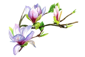 Foto op Canvas Magnolia flowers on a branch painted in watercolor. © Svitlana