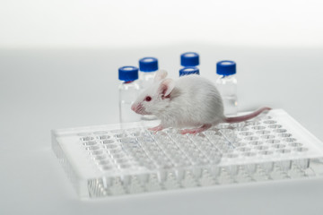 a white laboratory mouse with an immunological plate and vials.