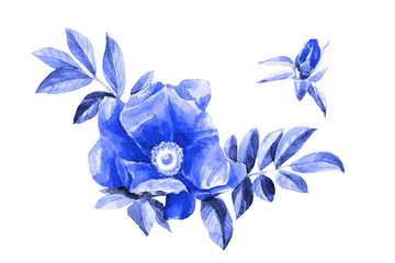 Watercolor rose hip flowers isolated on white background. Botanical illustration.