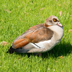 Egyptian Goose