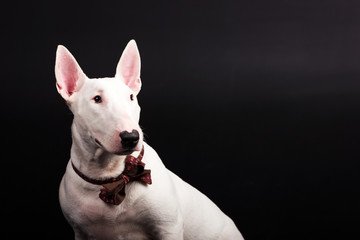 White bullterrier on black background