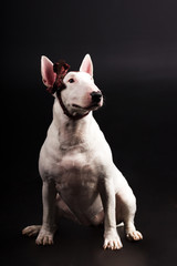 White bullterrier on black background