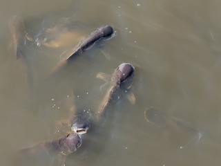 Fototapeta premium Group of brown striped catfish in canal next to temple waiting for tourist to feed fish food pellets, which is activity for buddhist