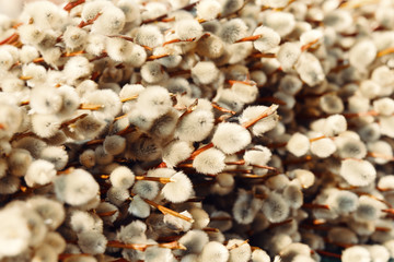 Willow close up photo, spring time