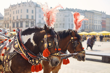Two decorated horses stand on the street of Krakow, Polana © Serhiy Hipskyy