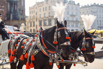 Two decorated horses stand on the street of Krakow, Polana © Serhiy Hipskyy