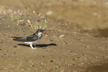 hirondelle de fenêtre