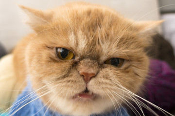 Beautiful Red aggressive and evil cat exotic breed has been bothered