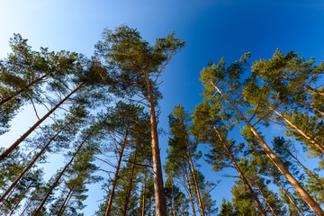 winter rural scene with snow and tree branches reaching for the sky in cold