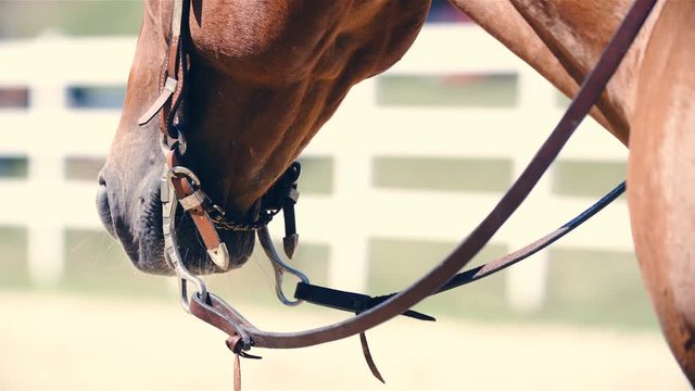 Reins and bits in horse mouth close up 4K