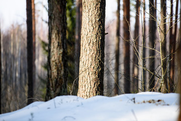 Fototapeta premium winter rural scene with snow and tree trunks in cold