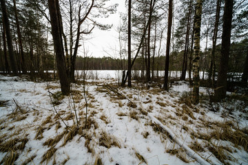 winter rural scene with snow and tree trunks in cold