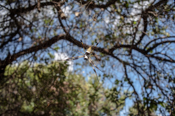 A Spider with its web - Florida - March 2017