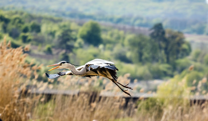 Fly by