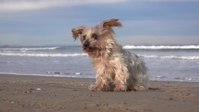 dog with raised ears looks in slow motion, very strong wind day on the beach