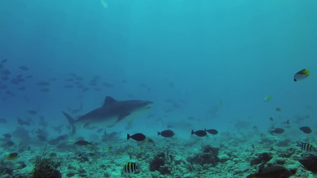 Two Tiger Sharks - Galeocerdo cuvier swims over reef 
