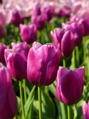 Close up of a field of tulips