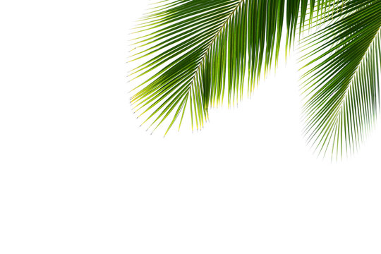 green palm coconut leaf isolated on white background