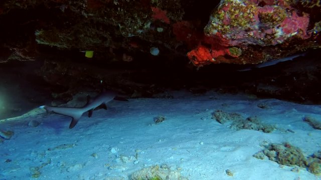 Two young Whitetip reef sharks swimming under coral cornices, Indian Ocean, Maldives
