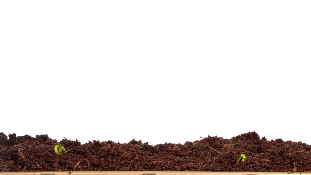 Closeup of green cucumber vegetable sprout growing time lapse